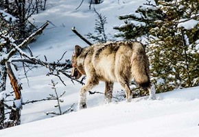 The Wonderful Wildlife of Yellowstone